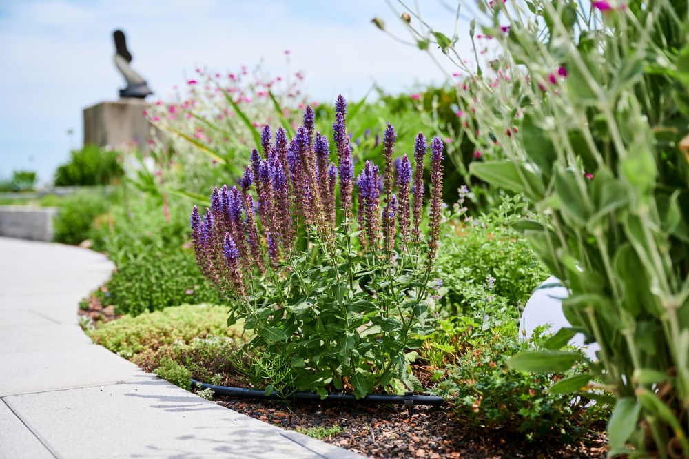 Blühende Lavendelpflanzen in einem gepflegten Gartenbeet als Beispiel für Gartenpflege Aargau von Schoop Gartenbau