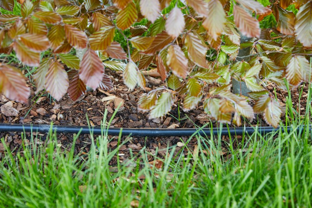 Automatisches Bewässerungssystem mit Tropfschlauch unter Laub im Gartenbau Aargau von Schoop Gartenbau