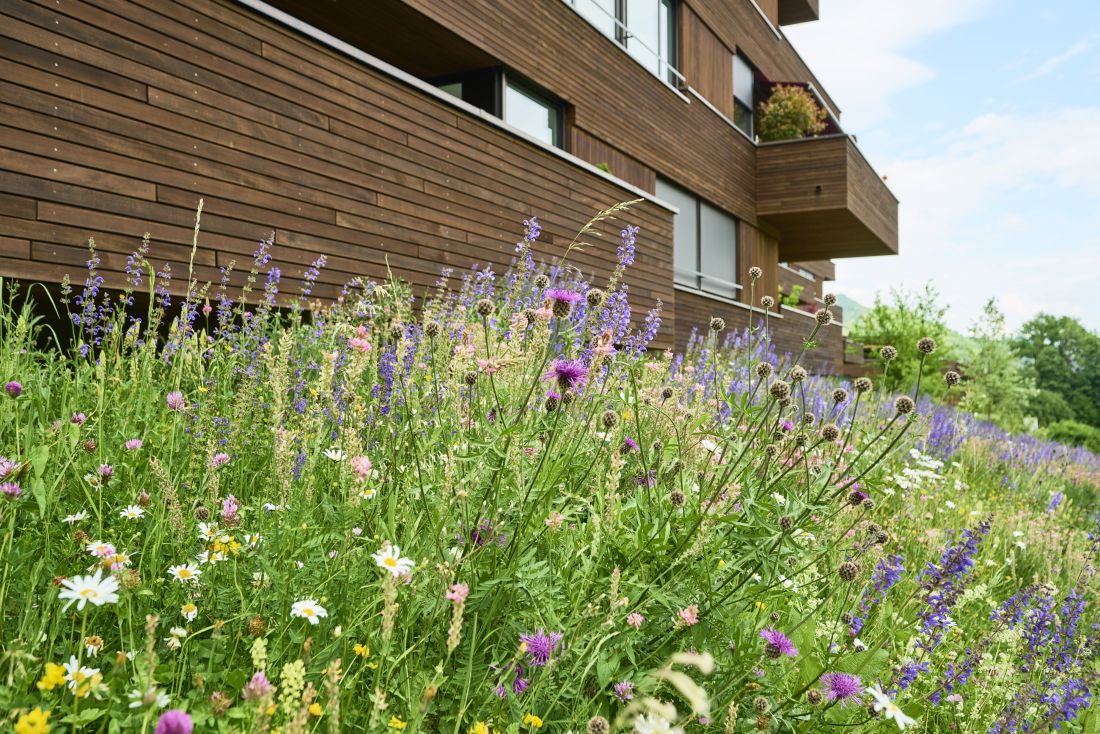 Blumenwiese mit Wildblumen vor modernem Holzhaus, Gartenpflege Aargau von Schoop Gartenbau