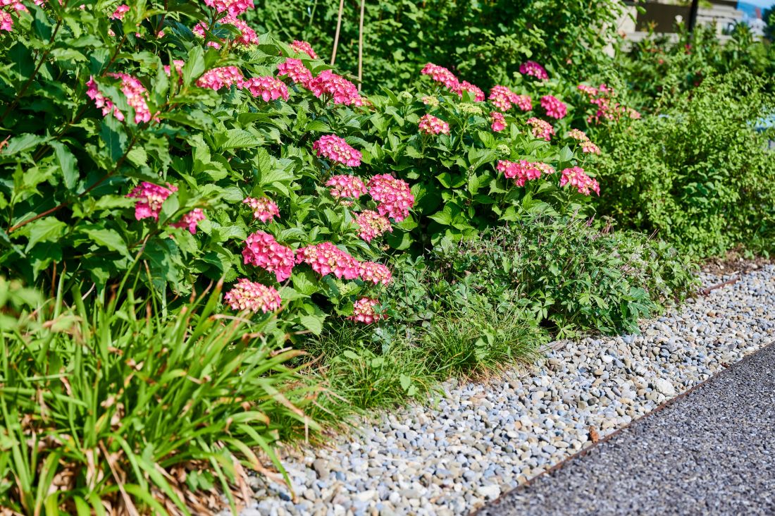 Pink blühende Hortensien in einem Gartenbeet, vorne Kies in hell und dunkel