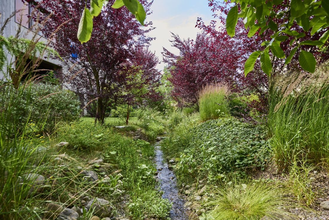 Naturnaher Garten mit Bachlauf, vielen Pflanzen und Stauden in grün und rot und blühenden Gräser