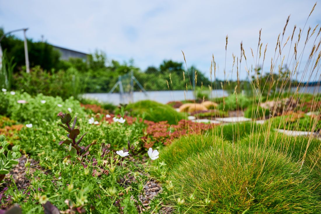 Naturnahe Gartenpflege mit vielfältigen Pflanzen und Gräsern in Aargau von Schoop Gartenbau