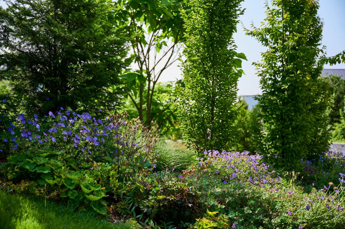Naturnaher bepflanzter Garten mit verschiedenen blühenden Pflanzen, im Hintergrund grüne Gehölze