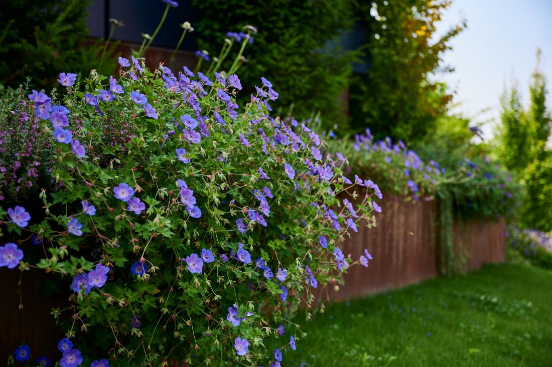 Blühende blaue Blumen in einem gepflegten Garten mit Sicht auf Gartenbau Aargau von Schoop Gartenbau