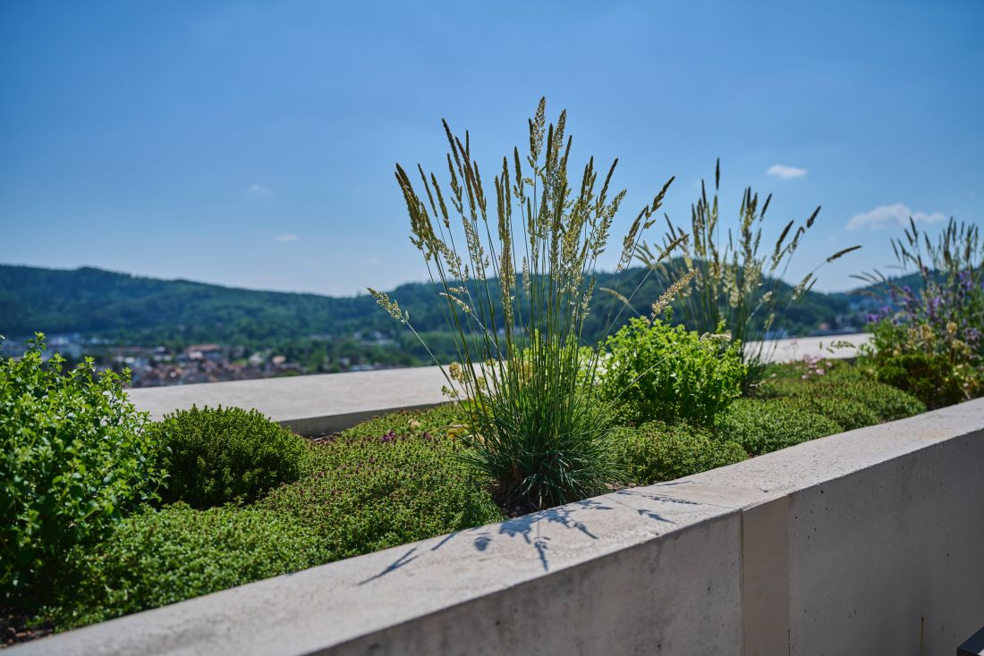 Bepflanztes Beet als Terrassenabschluss, in Beton gefasst, mit Ziergras und Bodendecker 