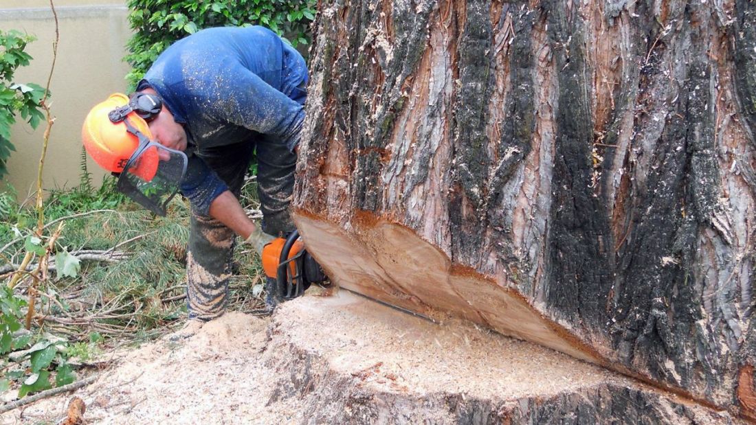 Mann mit Schutzhelm und Kettensäge fällt grossen Baum im Aargau, Baumpflege und Gartenbau von Schoop Gartenbau