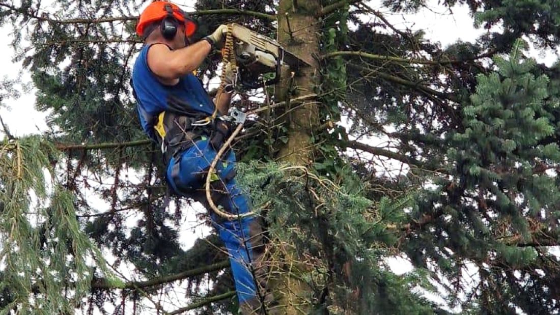Baumpfleger mit Schutzhelmund Kettensaege beim Winterschnitt eines Baums im Aargau Schoop Gartenbau