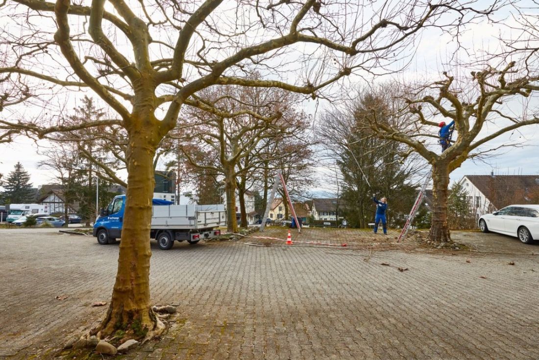Baumpflege und Winterschnitt im Aargau mit Schoop Gartenbau, Arbeiter schneidet Baumäste mit Leiter und Motorsäge