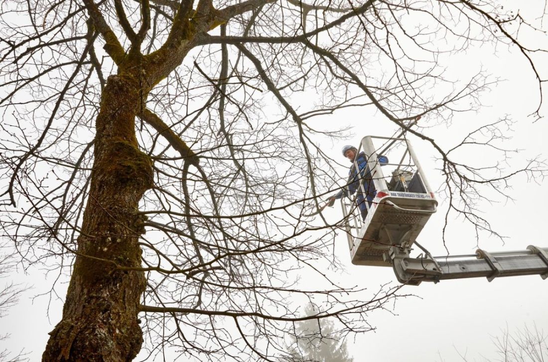 Mitarbeiter von Schoop Gartenbau bei Baumpflege und Winterschnitt im Aargau mit Hebebühne