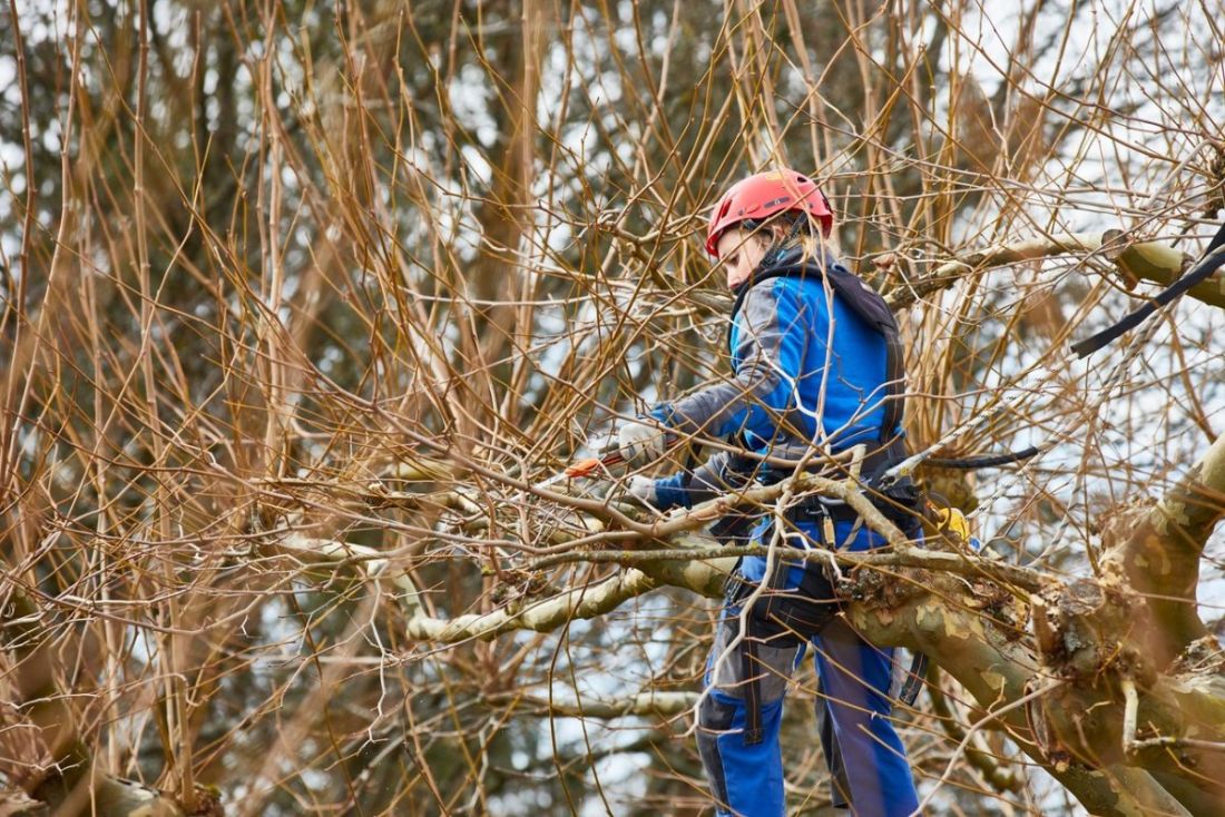 Mitarbeiter von Schoop Gartenbau beim Winterschnitt und Baumpflege im Aargau für professionelle Gartenpflege