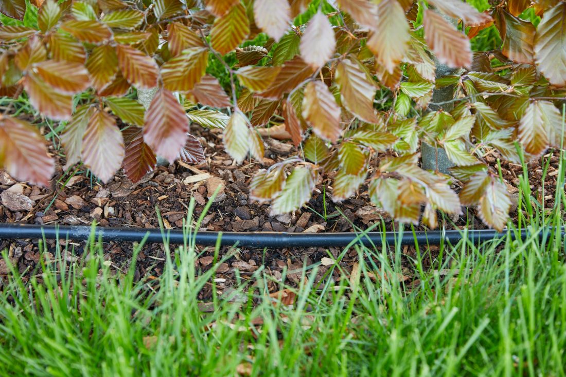 Automatisches Bewässerungssystem mit Tropfschlauch unter Laub im Gartenbau Aargau von Schoop Gartenbau
