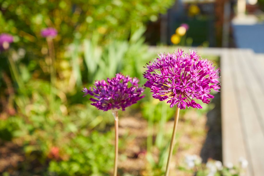 Zwei violette Allium-Blumen im Garten als Beispiel für Gartenpflege und Bewässerungssysteme von Schoop Gartenbau Aargau