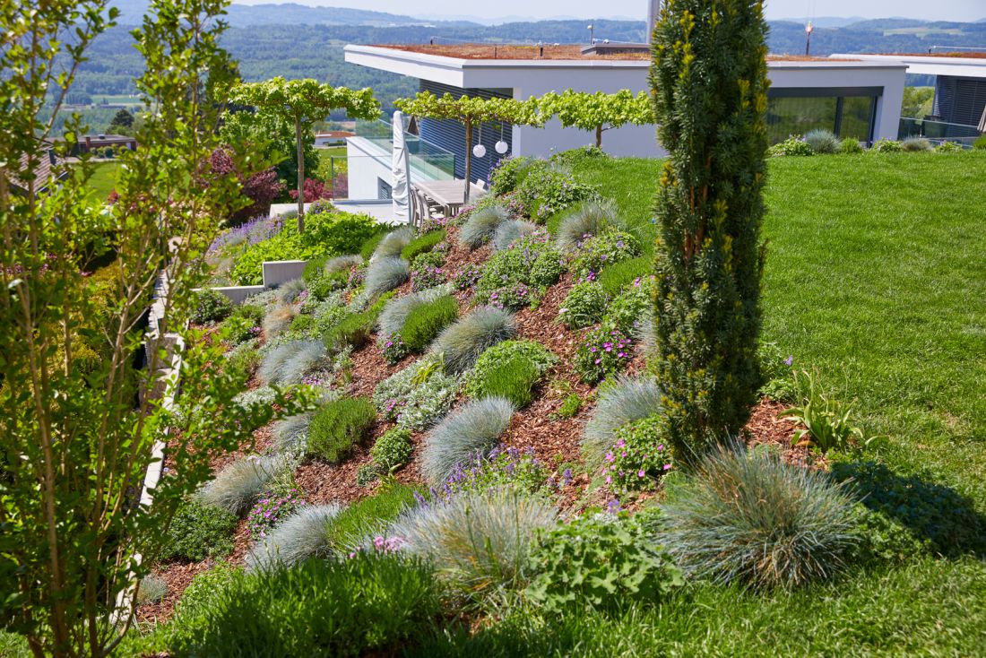 Moderne Gartenanlage mit Hangbegruenung, vielfältigen Stauden und Rasen, Gartenbau Aargau von Schoop Gartenbau