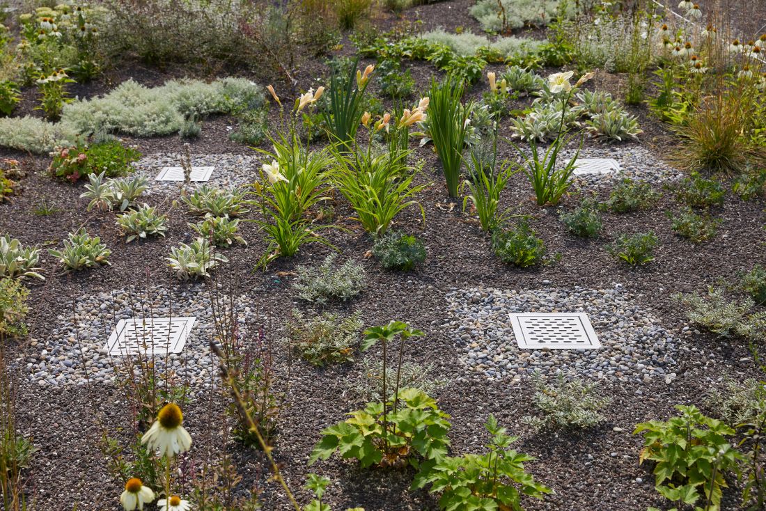 Mit Sedum begrünte Flachdächer