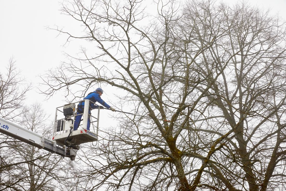 Mitarbeiter von Schoop Gartenbau beim Winterschnitt eines Baums mit Hebebühne im Aargau