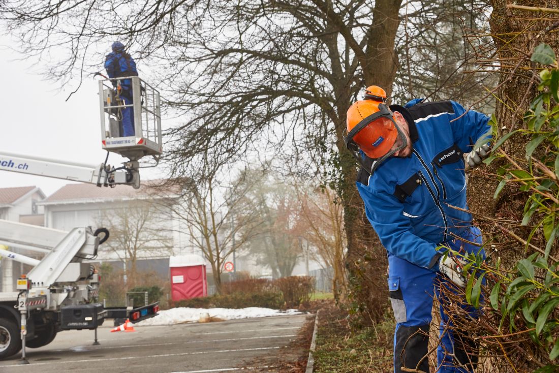 Mitarbeiter von Schoop Gartenbau beim Winterschnitt und Baumpflege im Aargau mit Hebebühne und Schutzkleidung
