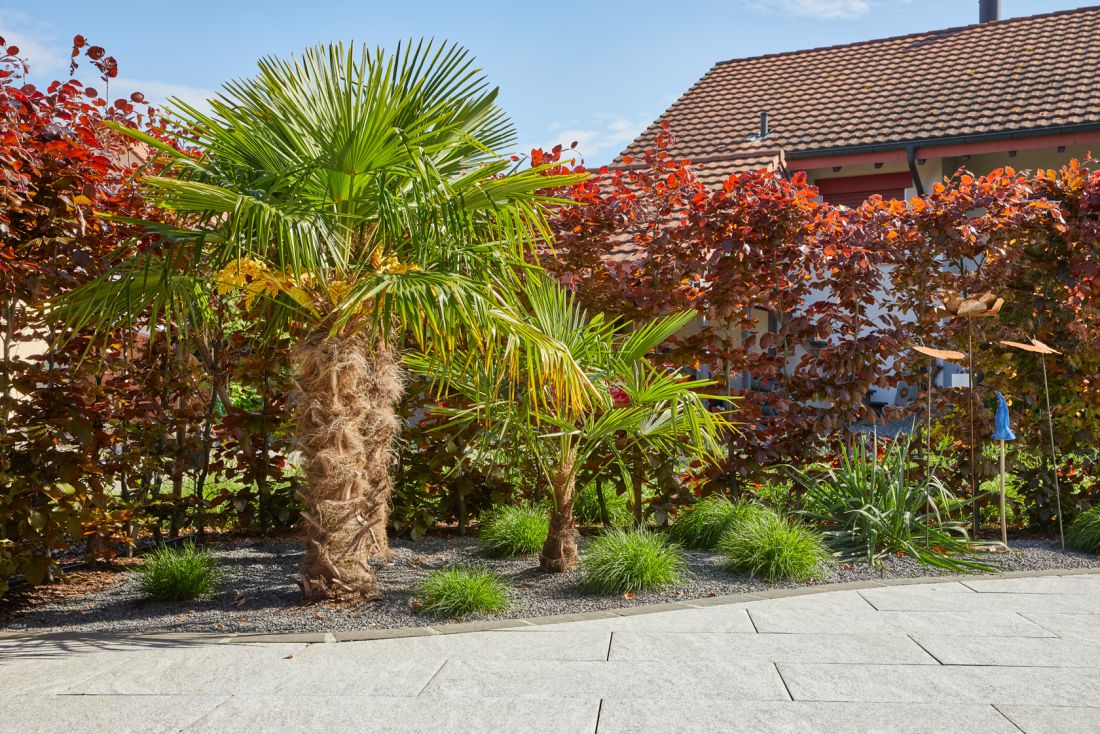 Garten mit Palmen und Bepflanzung neben Terrasse, gepflegt von Schoop Gartenbau Aargau