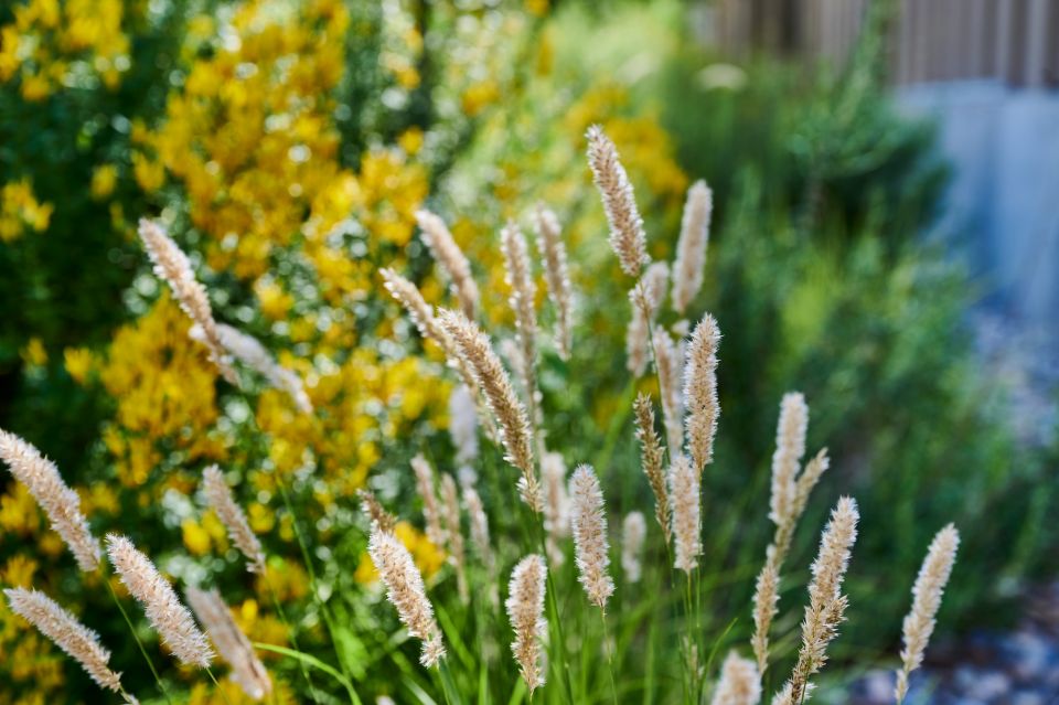 Blühende Gräser und gelbe Blumen im Garten als Beispiel für Gartenpflege Aargau von Schoop Gartenbau