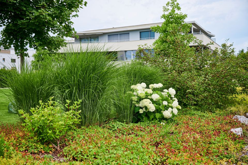 Moderne Gartenbepflanzung mit Gräsern und weissen Blumen vor Haus in Aargau, Schoop Gartenbau Gartenpflege