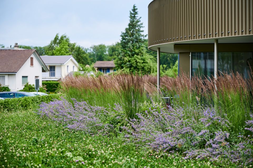 Naturnahe Gartengestaltung mit blühendem Gras, Bodendecker und Sträucher, Überbauung Wohnsiedlung Aargau