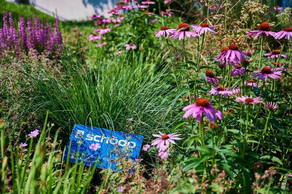 Blühender Sonnenhut (Echinacea) und blühender Blutweiderich (Lythrum salicaria), in der Mitte Ziergras hinter einem Schild mit Beschriftung Schoop