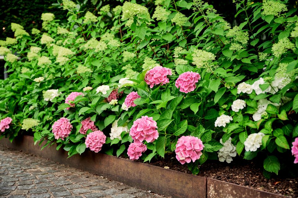 Blühende Hortensieon in pink und weiss, Blumenbeet ist durch einen rostigen Metallwinkel vom Gehweg abgegrenzt