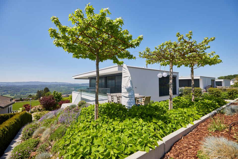 Garten in Hanglage mit Bäumen und Bodendecker, Haus mit Flachdach, violette Pflanzen, Fernsicht mit blauem Himmel