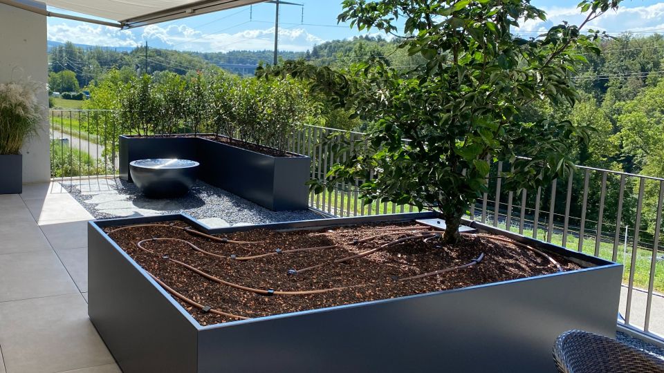 Automatisches Bewaesserungssystem mit Tropfschlaeuchen in modernem Hochbeet und Gartenpflanzen Schoop Gartenbau Aargau