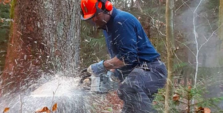 Mann mit Schutzhelm und Gehörschutz faellt Baum mit Motorsaege im Wald Gartenbau Aargau Schoop Gartenbau