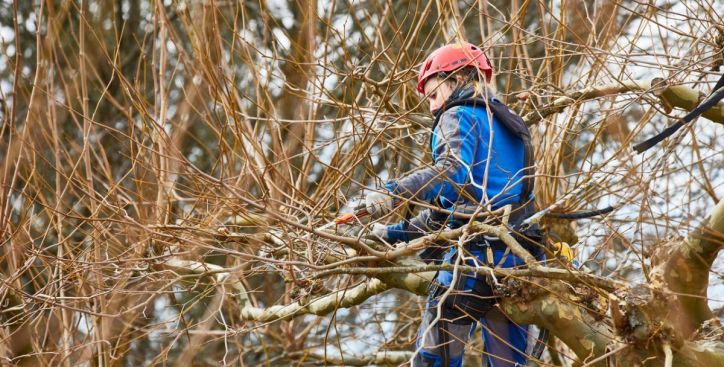 Baumpflege & Schnitt
