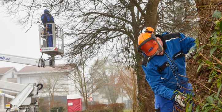 Mitarbeiter von Schoop Gartenbau beim Winterschnitt und Baumpflege im Aargau mit Hebebühne und Motorsäge